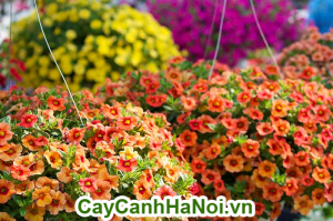 Là loài hoa được hình thành với hàng triệu chiếc chuông nhỏ đủ màu sắc.